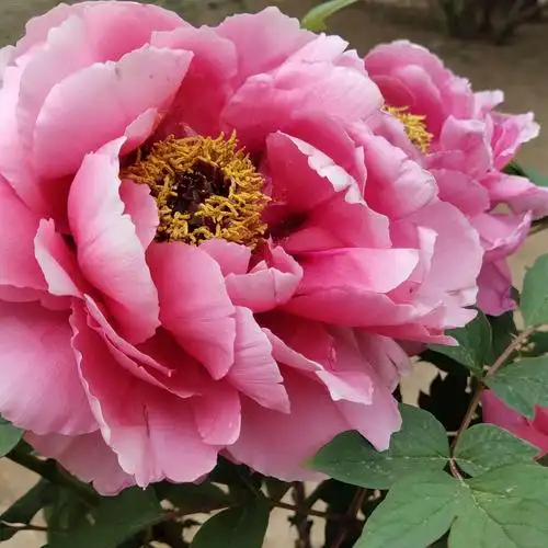 我爱红五月的牡丹花