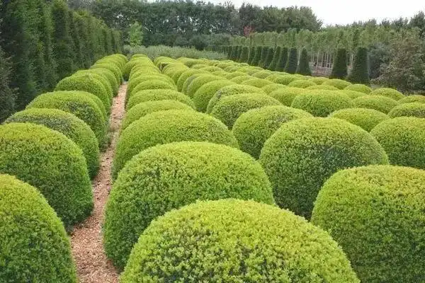 什么是灌木没有明显的主干常用于城市绿化