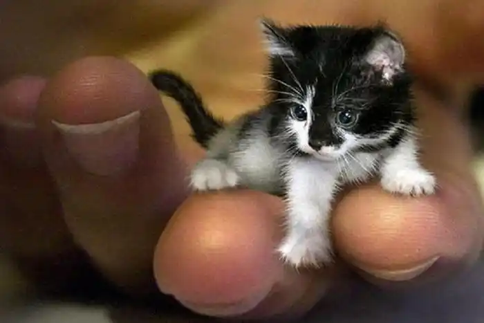 世界上最小的猫存在吗