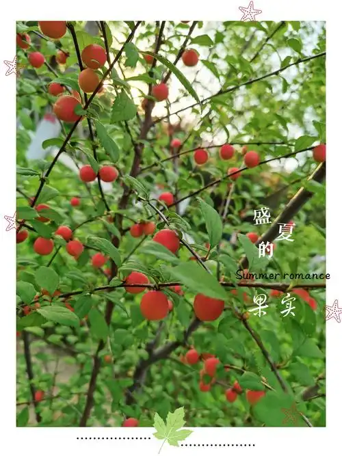 拍摄/后期 露露 文字/网络 榆叶梅的果实是圆圆的球状,在其顶端有短小