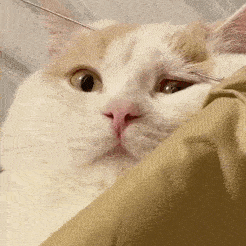 聊天表情包动态猫狗表情包07