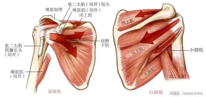 其静止和运 动时都会剧痛,在肩后部,引起肩胛骨上臂后外侧延伸到 肘部