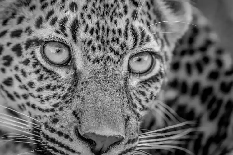 南非克鲁格公园黑白的年轻豹子脸部近距离接高清图片下载-正版图片