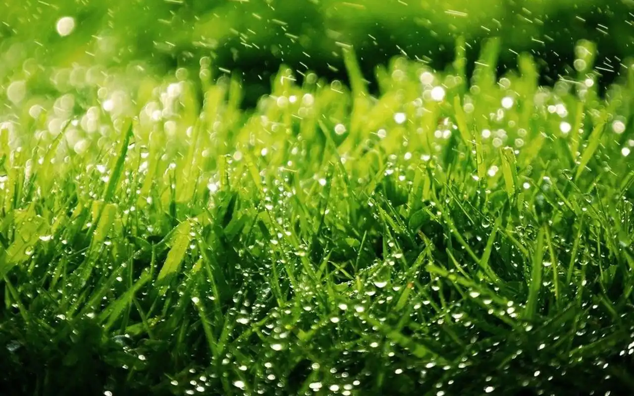 清新绿色植物护眼桌面壁纸高清大图预览1920x1200_植物壁纸下载_美桌