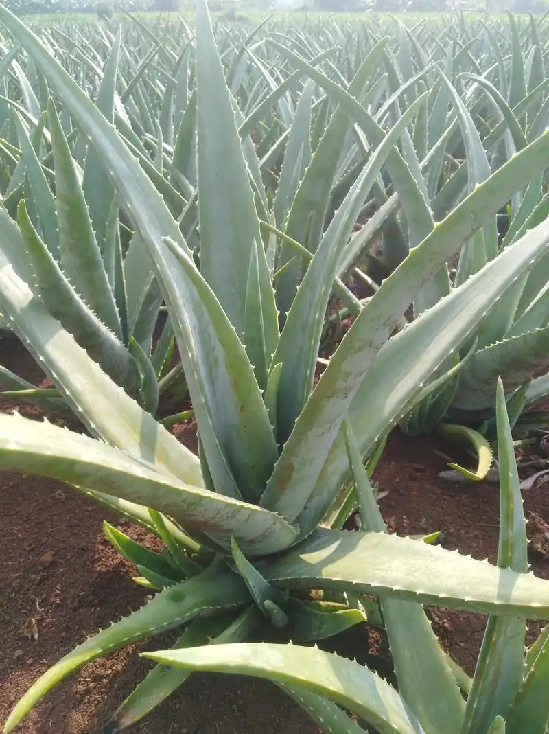 药物芦荟的功效与作用