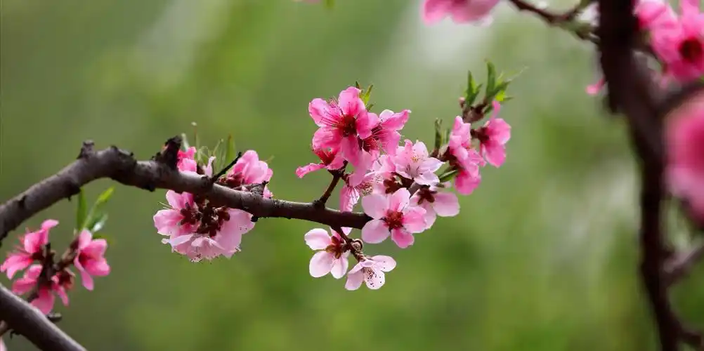 桃花源里拍桃花 摄影:于宝华 2019.4.18