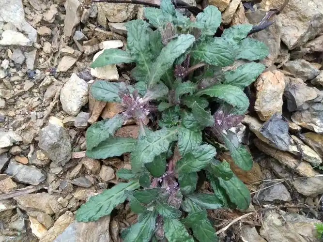 路边这种野草,人称苦草,是很好的止血药,认识吗?