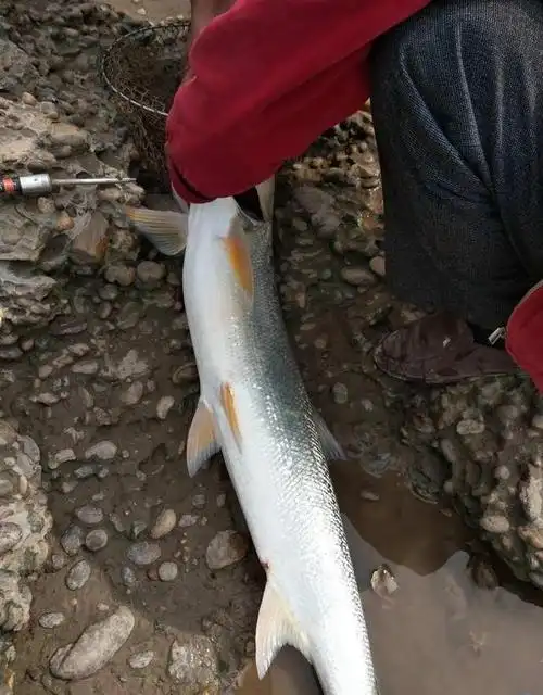 水库钓鱼,钓到一米多长黄箭鱼,水库老板归还票钱,还连连道谢