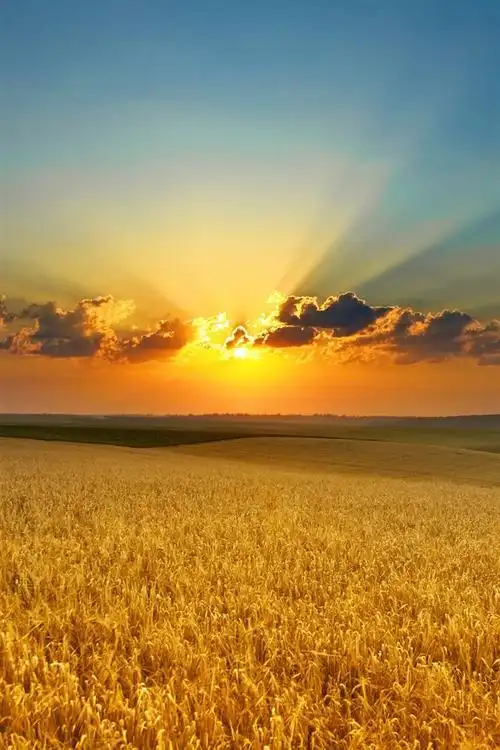 壁纸 麦田,日落,云 2560x1600 hd 高清壁纸, 图片, 照片
