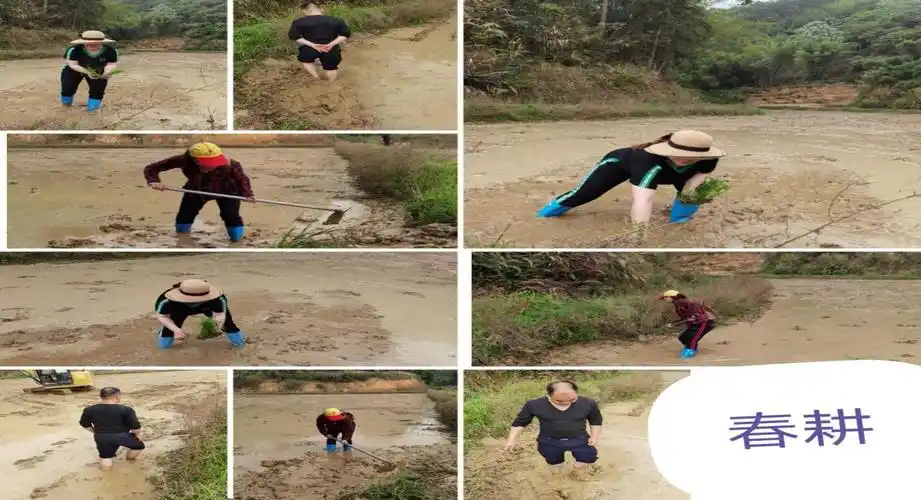 我局干部职工不辞劳苦,亲自下到田间地头办田和插秧, 一派热火朝天的