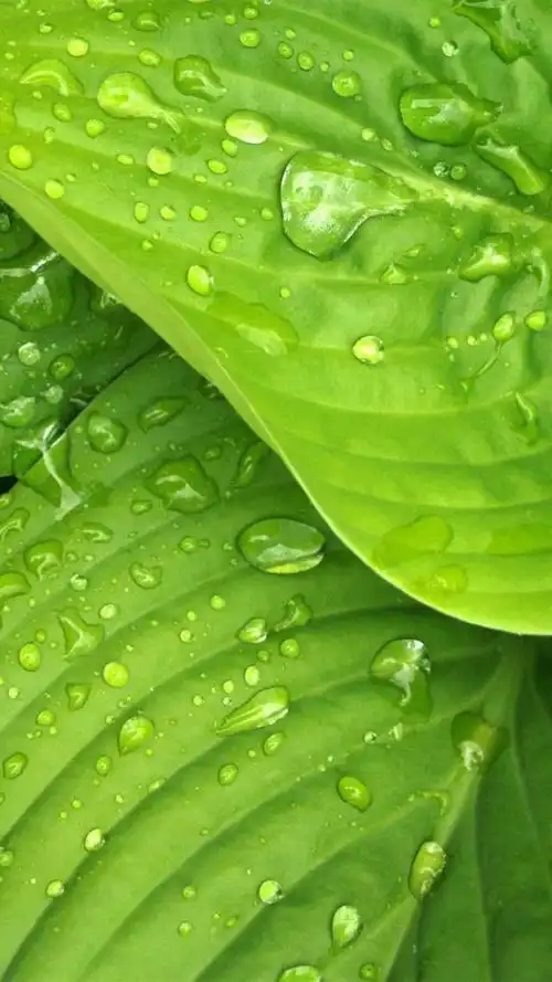 绿色护眼高清手机壁纸,开机即自然,专属你的护眼模式