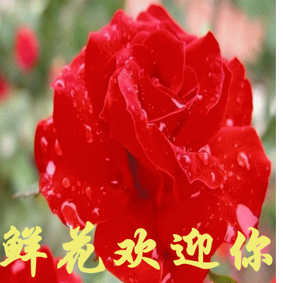 400_400gif 动态图 动图