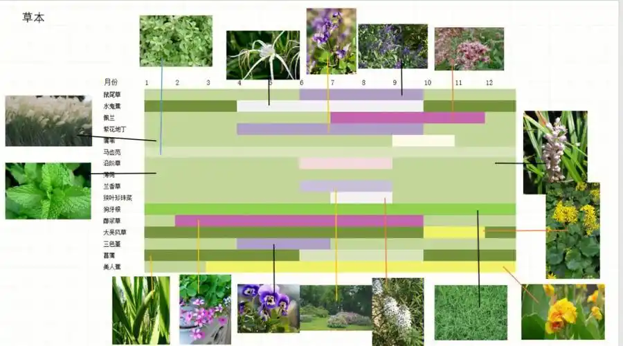 风景园林乔灌草季相色彩分析打卡17