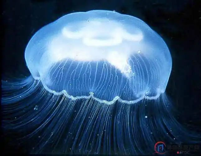 沙海蜇(旗口水母目口冠水母科下的动物)_尚可名片