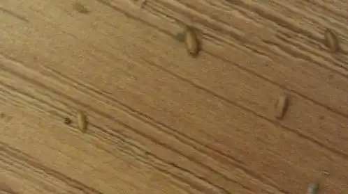 家里地板出现米黄色芝麻大小的小虫卵 而且大量