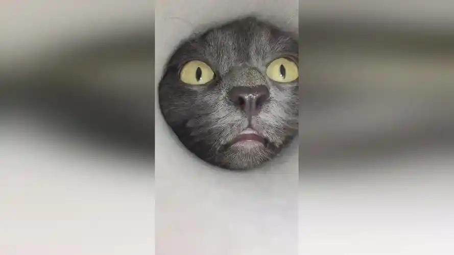 猫吃人第一视角mp4