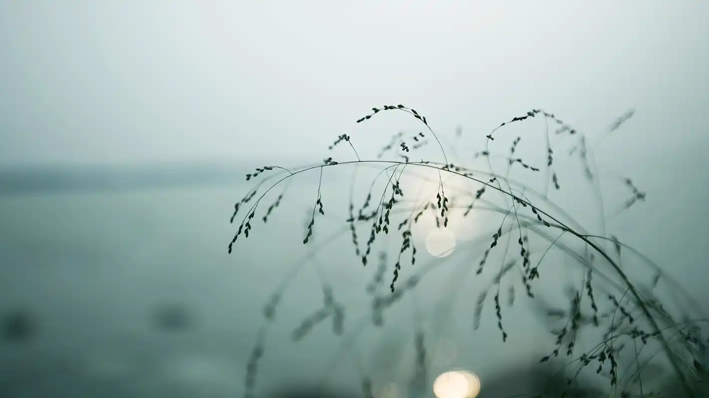 小清新植物唯美高清桌面壁纸高清大图预览1920x1080_植物壁纸下载_美