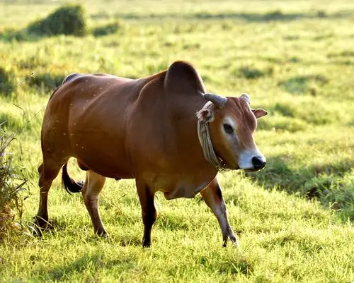 再去看看这群牛