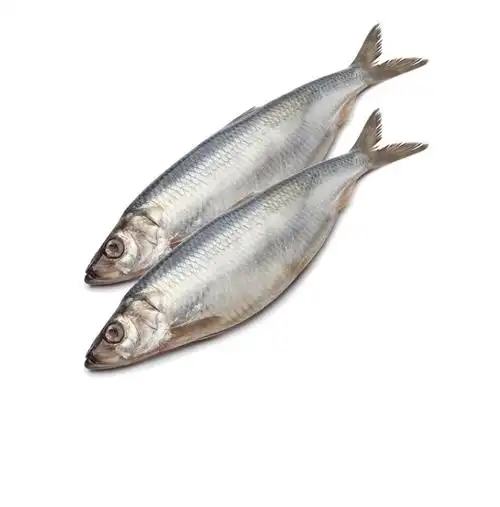 herring / 鲱鱼