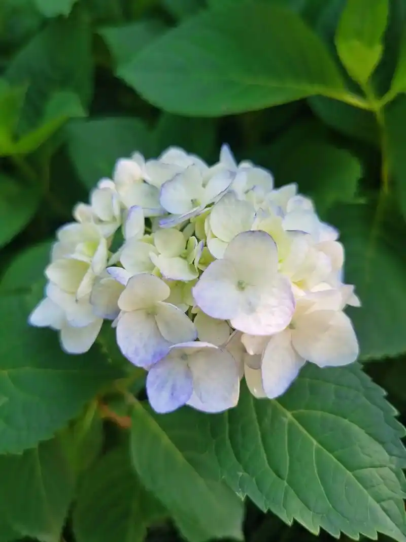 临平公园绣球花.白色绣球花花语为希望,寓意着前途一片光明,即 - 抖音