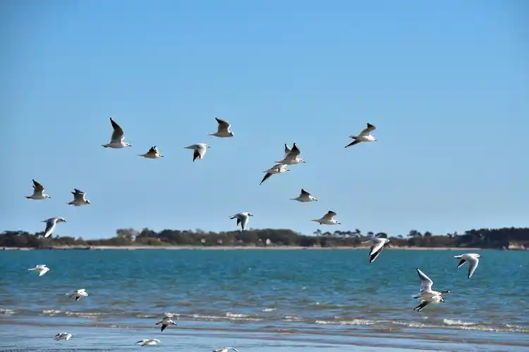 银滩海边的海鸥 - 美篇