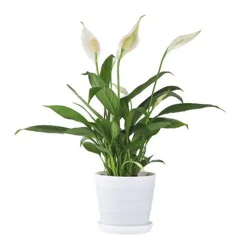 梵尼驼园艺用品 白掌盆栽植物时尚家居办公室内阳台开花绿植盆栽-美酒