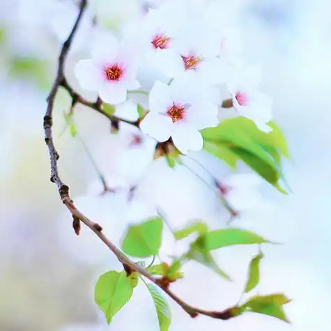 杏花开了_好看的微信头像图片_扣扣居