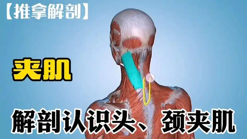 解剖分析认识头夹肌,颈夹肌【推拿解剖】-健康视频-搜狐视频