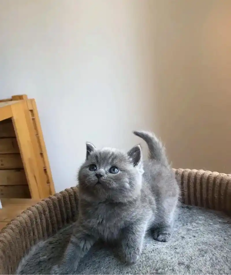 武汉英短蓝猫成本出 纯种蓝猫 - 抖音