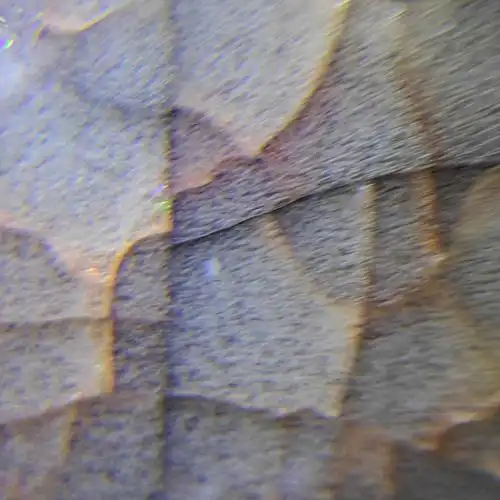 这是在40倍放大镜下看到的鳝血纹.