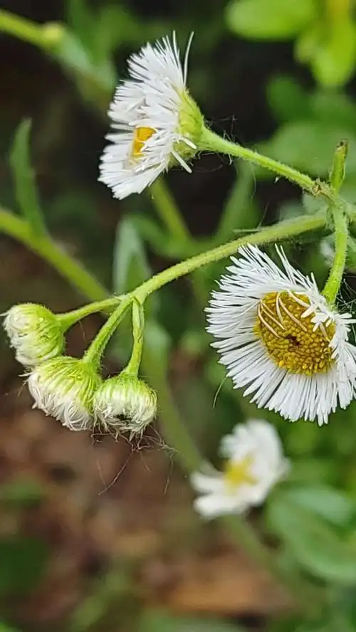 它,叫飞蓬草,还有一个好听的名字,叫大花飞蓬