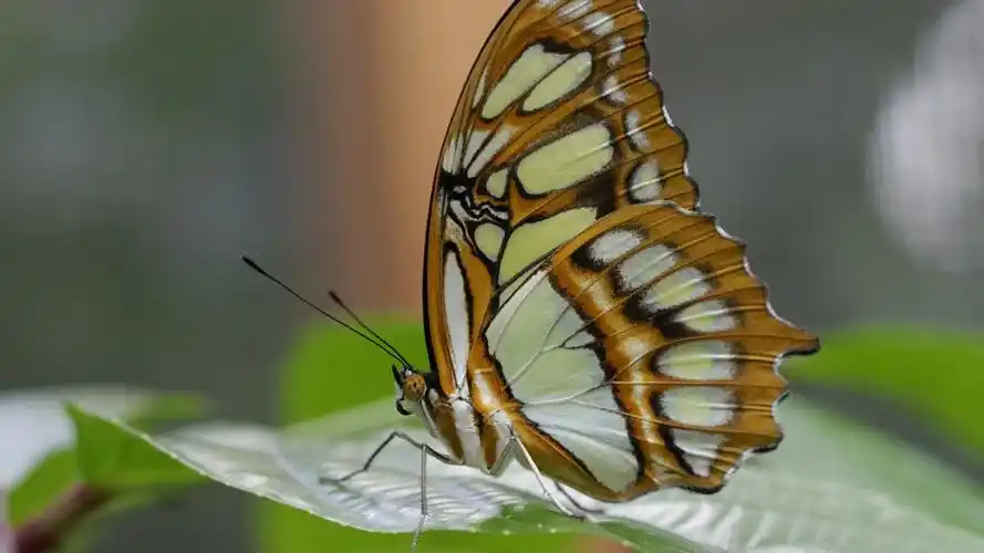 蝴蝶摄影,翅膀 壁纸 - 1920x1080 全高清