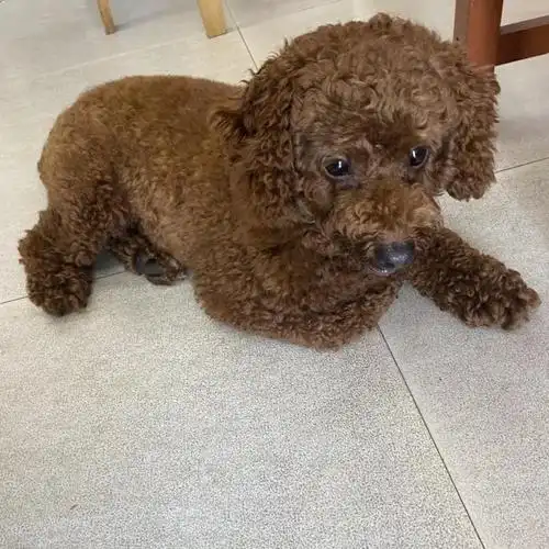 寻4岁棕色14斤重泰迪主人