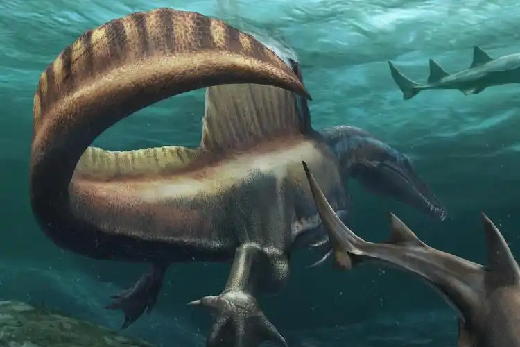 p>棘龙,一般指棘龙属(拉丁学名:spinosaurus,意为「有棘的蜥蜴」)恐龙