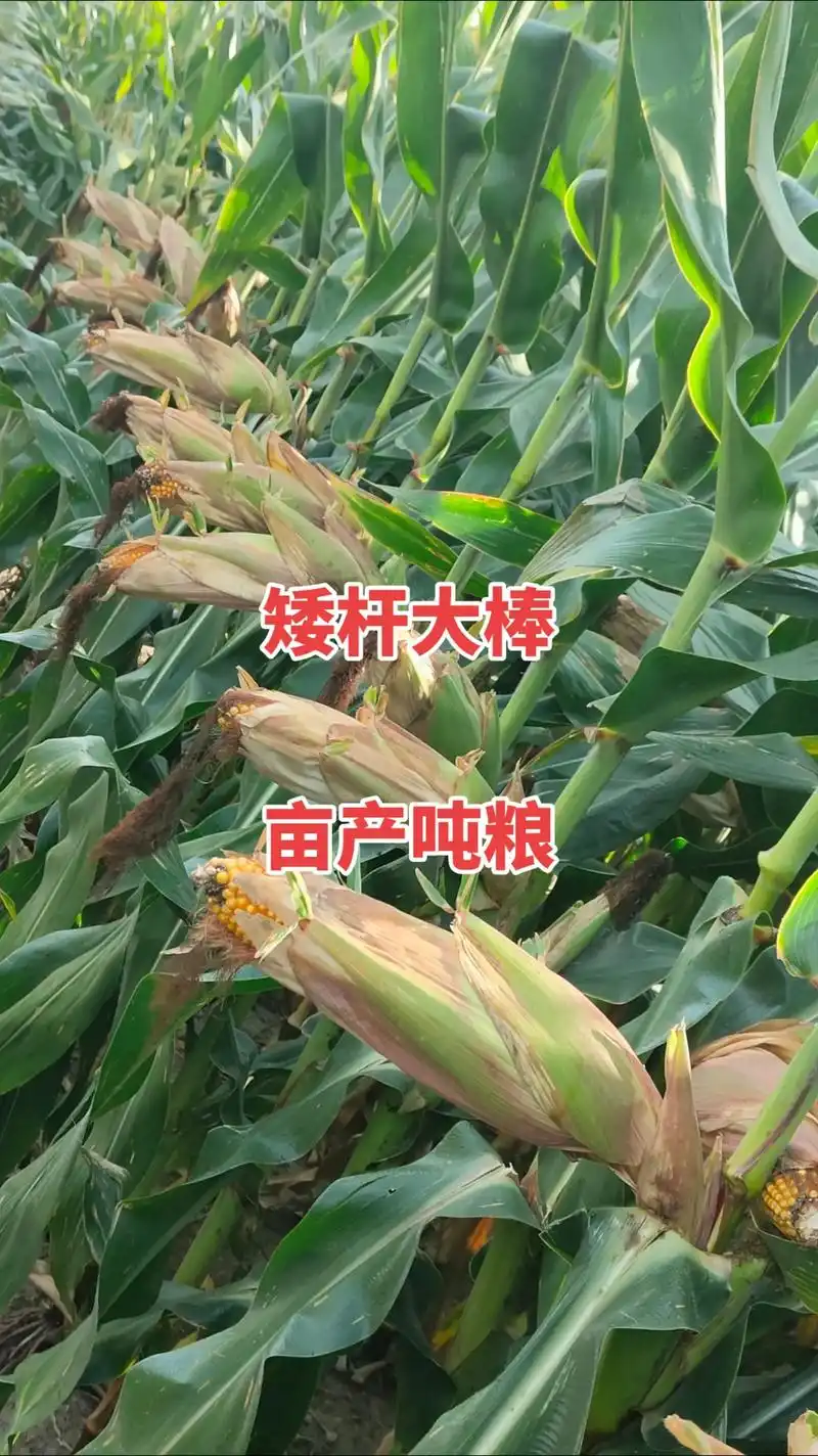 最新国审高产玉米种子 #紫根紫杆高产大棒 #矮杆大棒玉米种 - 兑趑