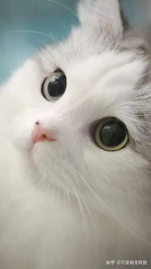 励志只发最好的萌萌可爱猫咪情侣高清手机壁纸总有一款适合你