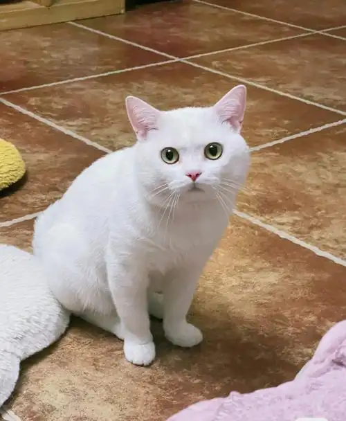 济南纯白英短公猫征婚