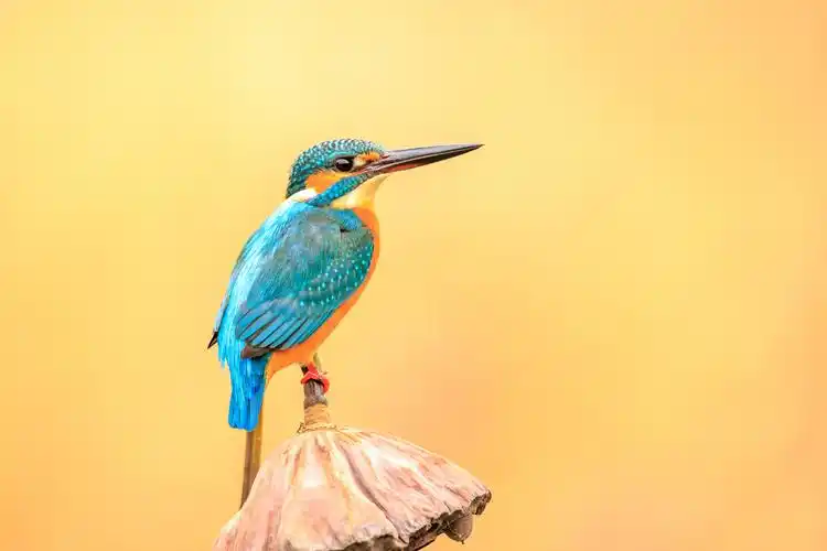 翠鸟图片-翠鸟图片,翠鸟,图片 - 早旭阅读