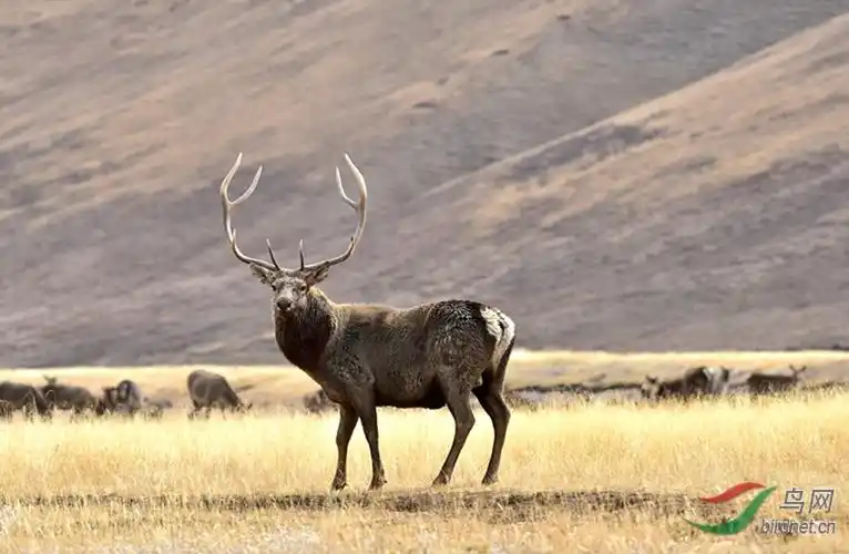 西藏类乌齐野生藏马鹿祝贺首页精华