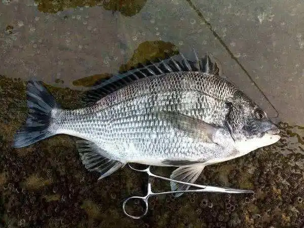 它生性机敏不怕冷吃饵谨慎是非常好的海钓鱼种黑鲷