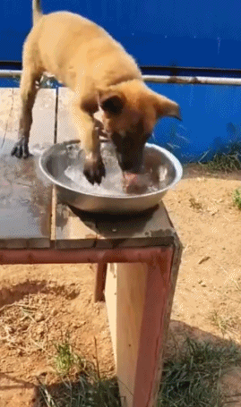 搞笑gif幽默段子妹子难道你男朋友是条狗吗