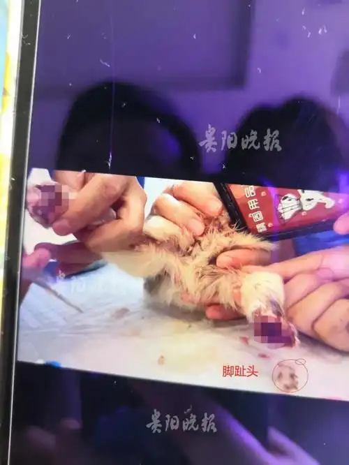 细思极恐!贵阳一小区现虐狗,左脚趾被斩下粘到右脚上