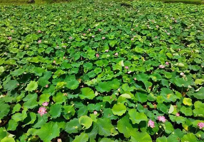 有一种叫云南的生活腾冲绿意随清风此景最清凉