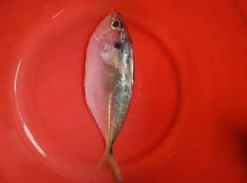 这种叫什么鱼,能查询到的名称.