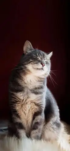 猫猫壁纸|好看猫咪壁纸高清图片 高冷与自卑