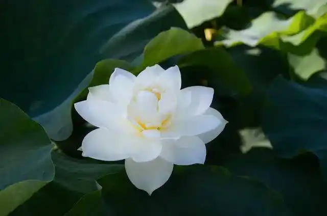 七宝池中菡萏馨:东林千年莲香醉人--学佛网