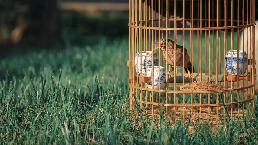 我们都是被关在笼子里的鸟 终生无期徒刑