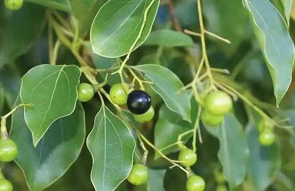 九成人不懂蟑螂"天敌"是什么?学会用这一招,蟑螂"自动消失"