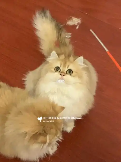 著名的辛巴血线后代 自主繁育第二代英长 成年后将参与今年金加白色系