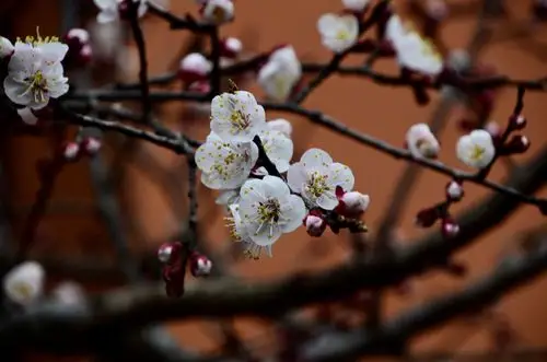 其它 《美人梅,是今年最后开花的品种》【原创拍摄】 写美篇梅花 唐